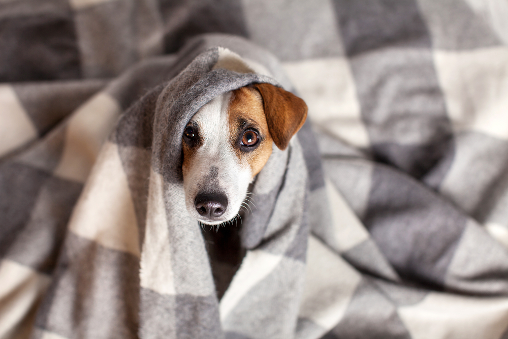 犬風邪の原因と症状