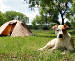 愛犬とキャンプ
