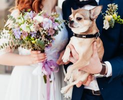 愛犬同伴の結婚式
