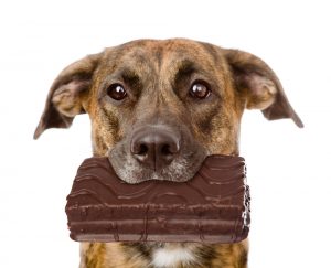 犬がチョコを食べてしまうとどうなる