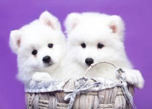 日本人が白い犬が好きな理由