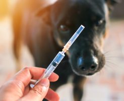 犬の混合ワクチン