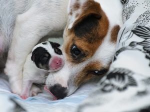未熟児で生まれてきた犬の赤ちゃん